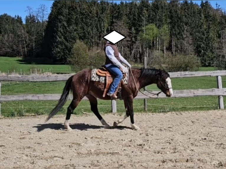 American Quarter Horse Stallone 3 Anni 155 cm Baio in Halfing