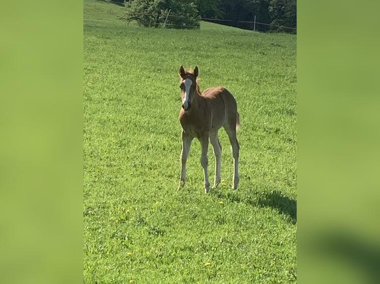 American Quarter Horse Stallone 3 Anni 155 cm Rabicano in Rohrdorf