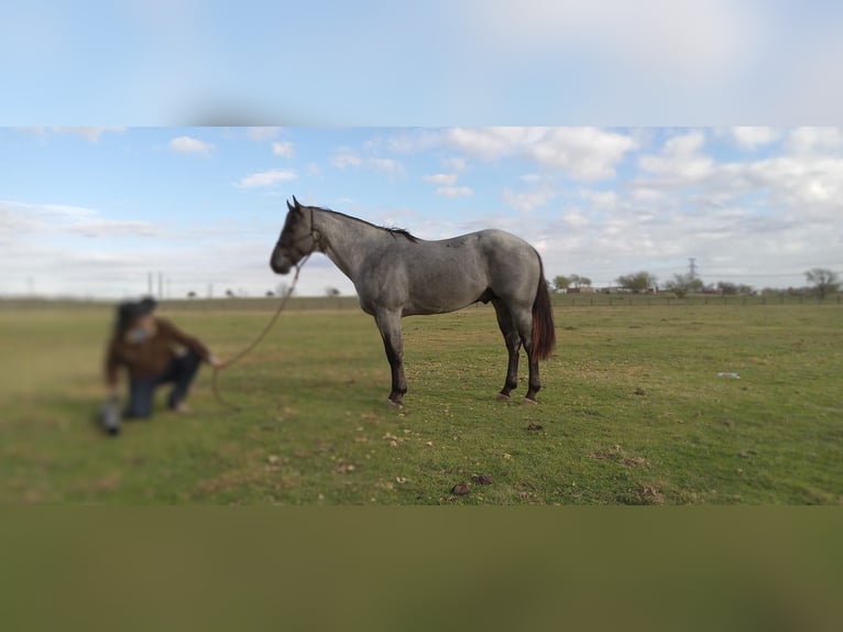 American Quarter Horse Stallone 3 Anni 157 cm Roano blu in Gainesville, TX