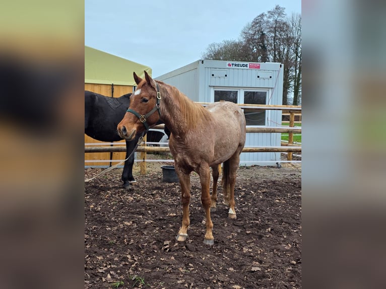 American Quarter Horse Stallone 3 Anni 160 cm Roano rosso in Winsen (Aller)