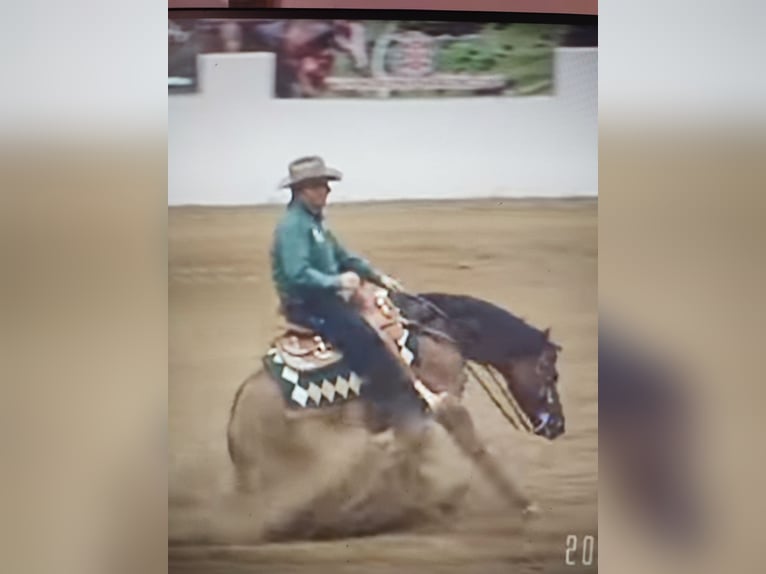 American Quarter Horse Stallone 3 Anni Baio ciliegia in Büttelborn