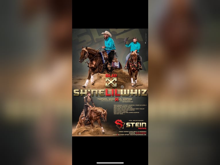 American Quarter Horse Stallone 3 Anni Baio ciliegia in Büttelborn