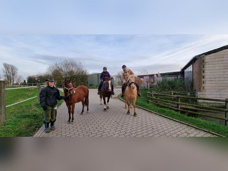 American Quarter Horse Stallone 3 Anni Baio ciliegia in Frankfurt am Main