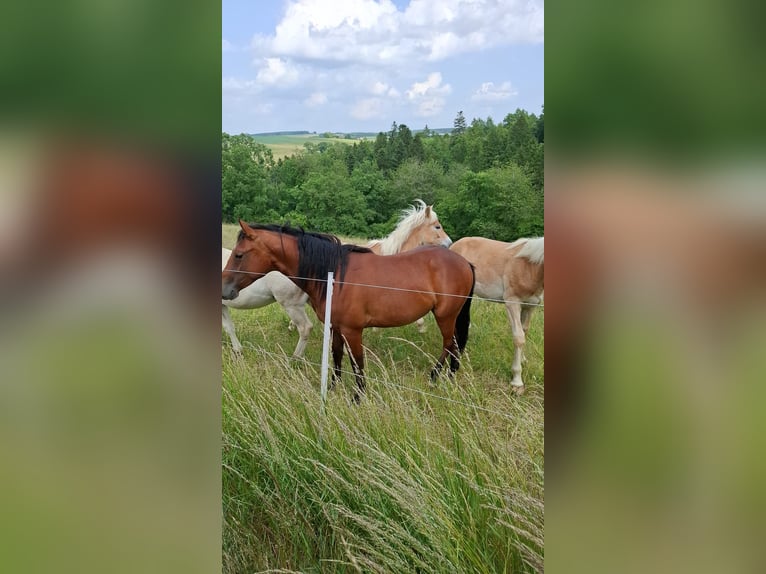 American Quarter Horse Stallone 3 Anni Baio in Frankfurt am Main
