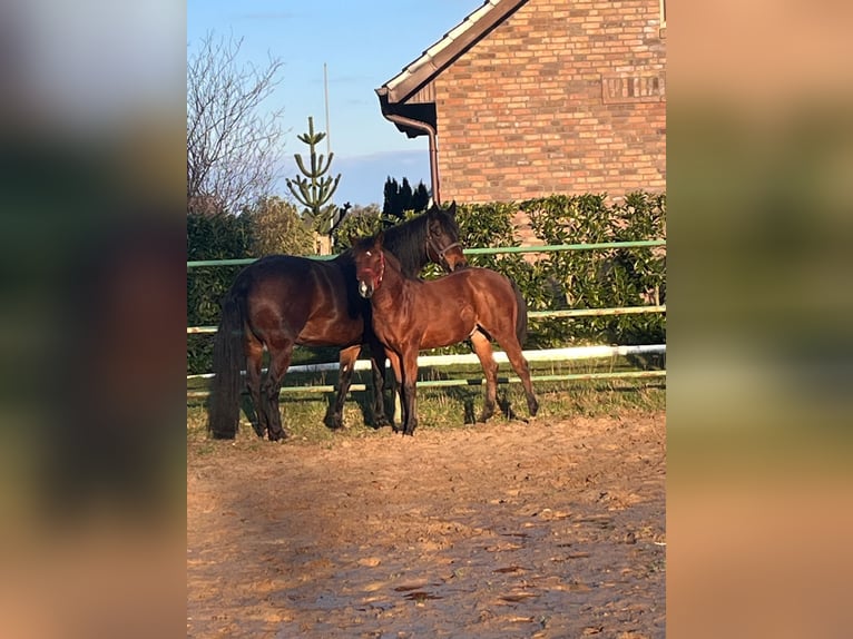 American Quarter Horse Stallone 3 Anni Baio in Frankfurt am Main