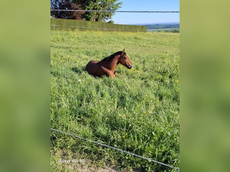 American Quarter Horse Stallone 3 Anni Baio in Frankfurt am Main
