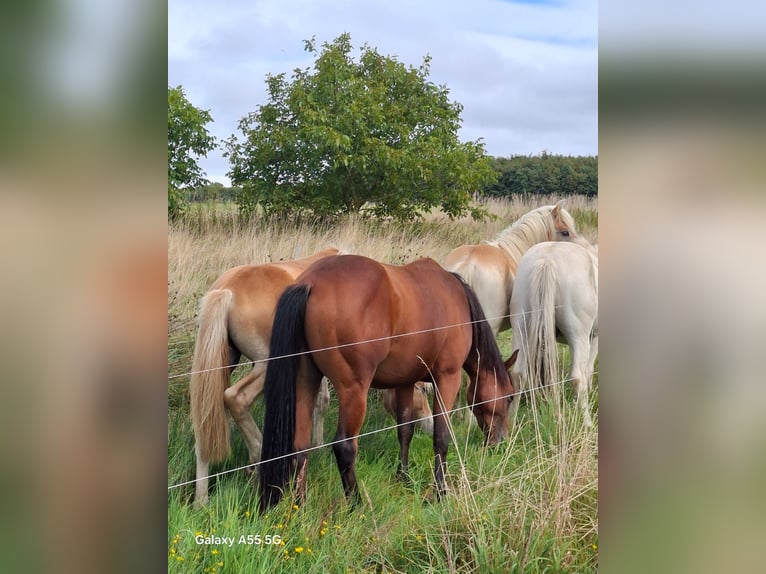 American Quarter Horse Stallone 3 Anni Baio in Frankfurt am Main
