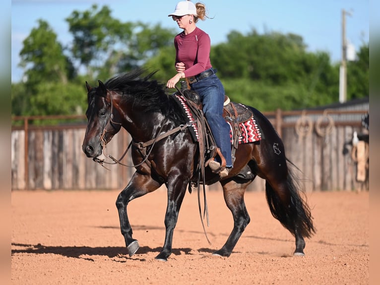 American Quarter Horse Stallone 3 Anni Baio scuro in Waco