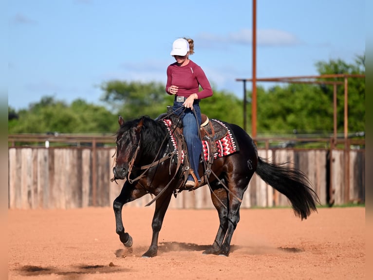 American Quarter Horse Stallone 3 Anni Baio scuro in Waco