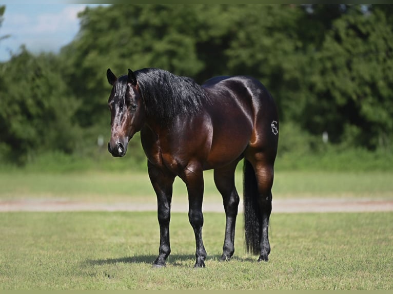American Quarter Horse Stallone 3 Anni Baio scuro in Waco