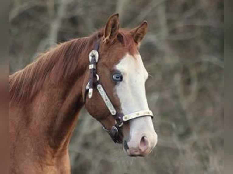 American Quarter Horse Stallone 3 Anni Red dun in Bell