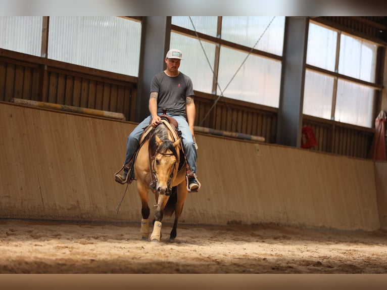 American Quarter Horse Stallone 3 Anni in Salzgitter Hohenrode