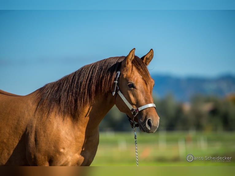 American Quarter Horse Stallone 3 Anni in Fußach