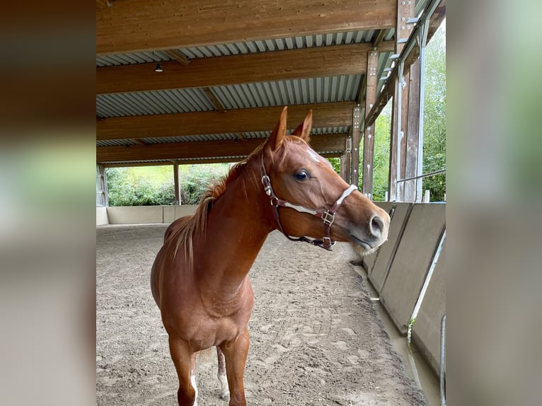 American Quarter Horse Stallone 3 Anni Sauro in Rheinfelden