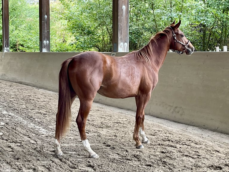 American Quarter Horse Stallone 3 Anni Sauro in Rheinfelden