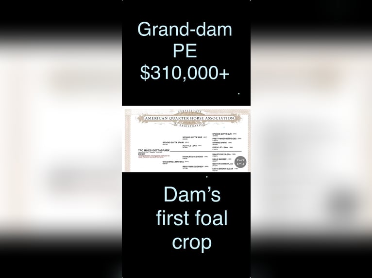 American Quarter Horse Stallone 3 Anni Sauro scuro in Gainesville