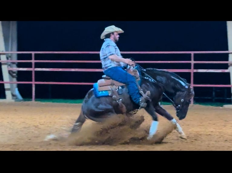 American Quarter Horse Stallone 3 Anni Sauro scuro in Gainesville