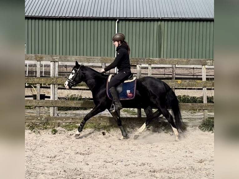 American Quarter Horse Stallone 4 Anni 140 cm Morello in Barneveld