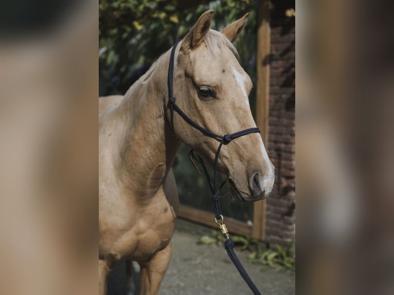American Quarter Horse Stallone 4 Anni 145 cm Palomino in Wouwse Plantage