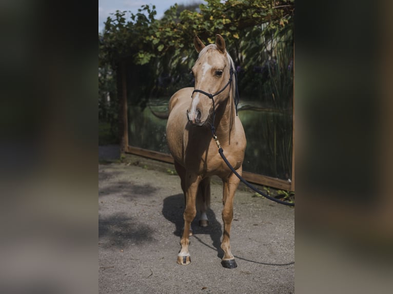 American Quarter Horse Stallone 4 Anni 145 cm Palomino in Wouwse Plantage
