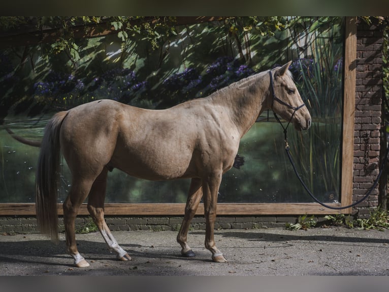 American Quarter Horse Stallone 4 Anni 145 cm Palomino in Wouwse Plantage