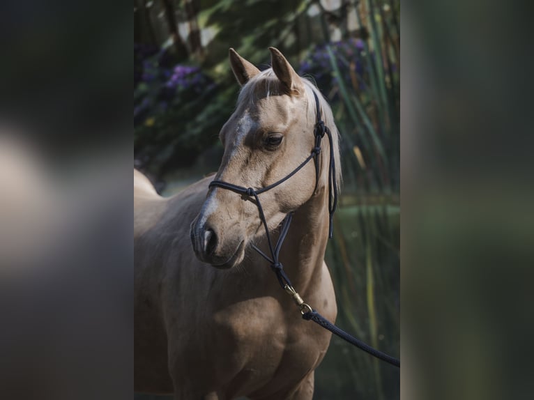 American Quarter Horse Stallone 4 Anni 145 cm Palomino in Wouwse Plantage