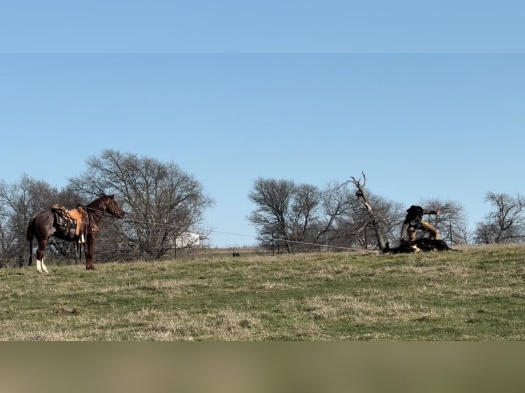 American Quarter Horse Stallone 4 Anni 147 cm Rabicano in Ponder, TX