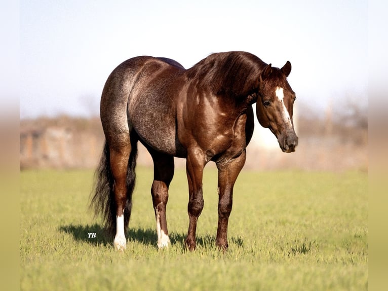 American Quarter Horse Stallone 4 Anni 147 cm Rabicano in Ponder, TX