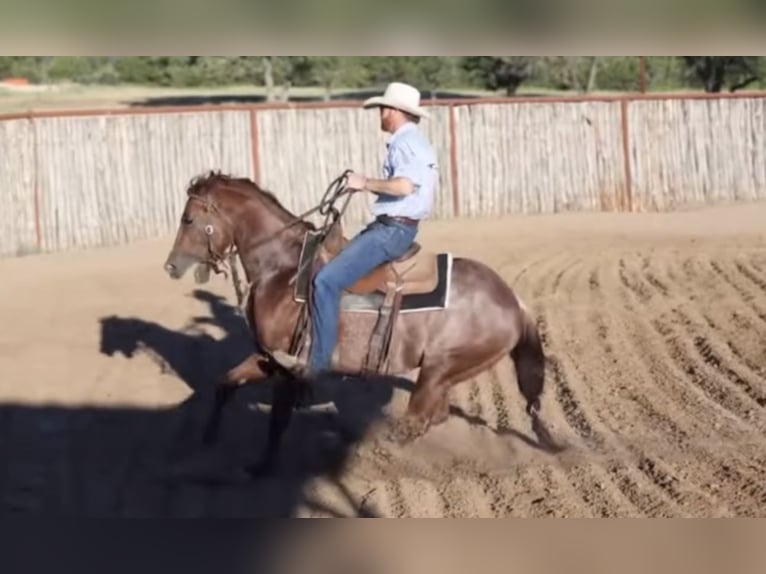 American Quarter Horse Stallone 4 Anni 147 cm Rabicano in Ponder, TX