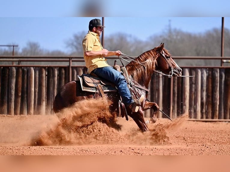American Quarter Horse Stallone 4 Anni 147 cm Sauro ciliegia in Waco