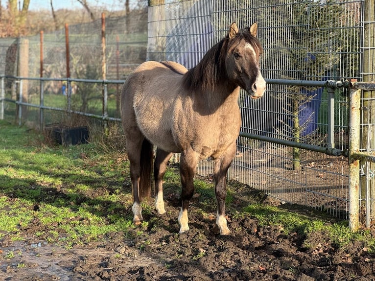 American Quarter Horse Stallone 4 Anni 148 cm Grullo in Haselünne