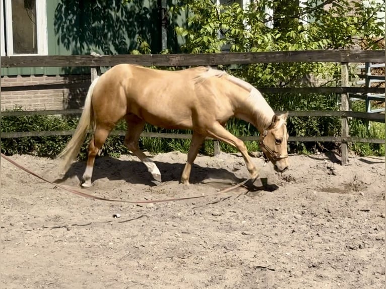 American Quarter Horse Stallone 4 Anni 148 cm Palomino in Barneveld