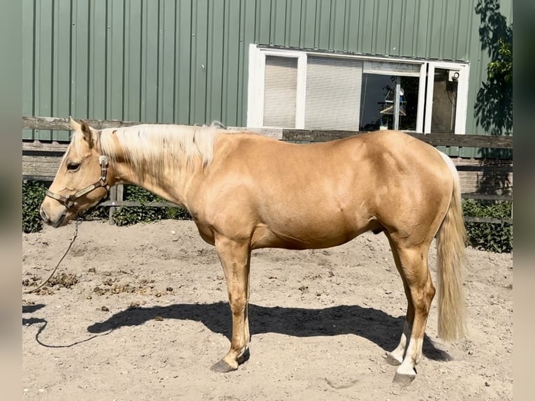 American Quarter Horse Stallone 4 Anni 148 cm Palomino in Barneveld