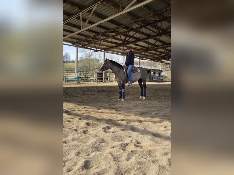 American Quarter Horse Stallone 4 Anni 149 cm Grullo in Lalling