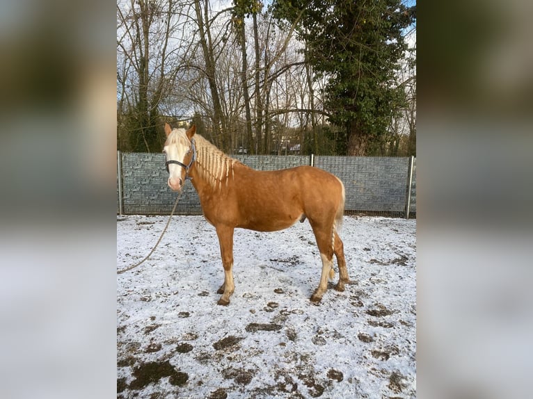 American Quarter Horse Stallone 4 Anni 150 cm Palomino in Wittlich