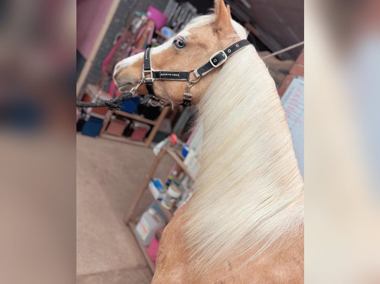 American Quarter Horse Stallone 4 Anni 150 cm Palomino in Wittlich