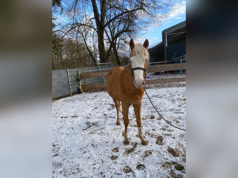 American Quarter Horse Stallone 4 Anni 150 cm Palomino in Wittlich