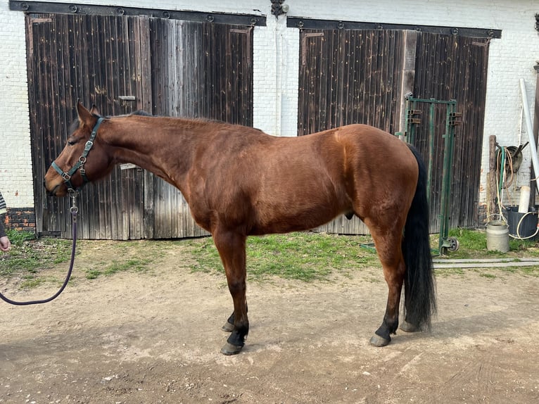 American Quarter Horse Stallone 4 Anni 154 cm Baio in Molestede