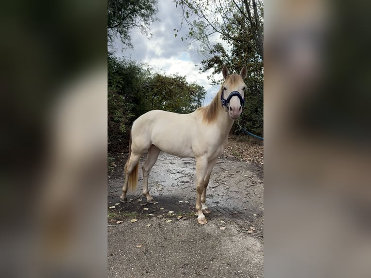 American Quarter Horse Stallone 4 Anni 155 cm Champagne in Gangelt