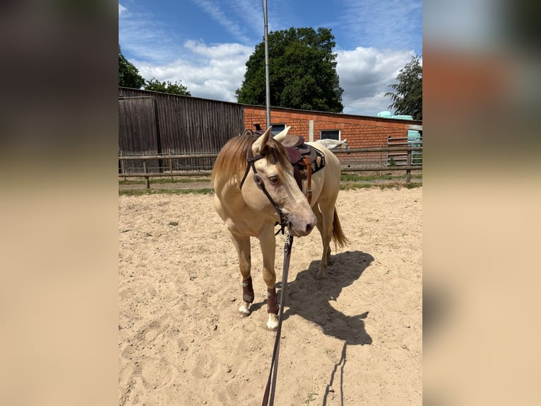American Quarter Horse Stallone 4 Anni 155 cm Champagne in Gangelt