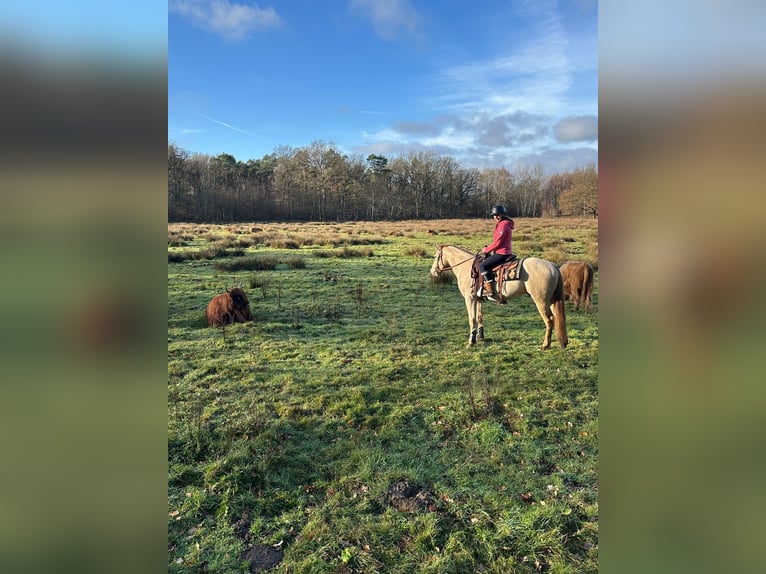 American Quarter Horse Stallone 4 Anni 155 cm Champagne in Gangelt