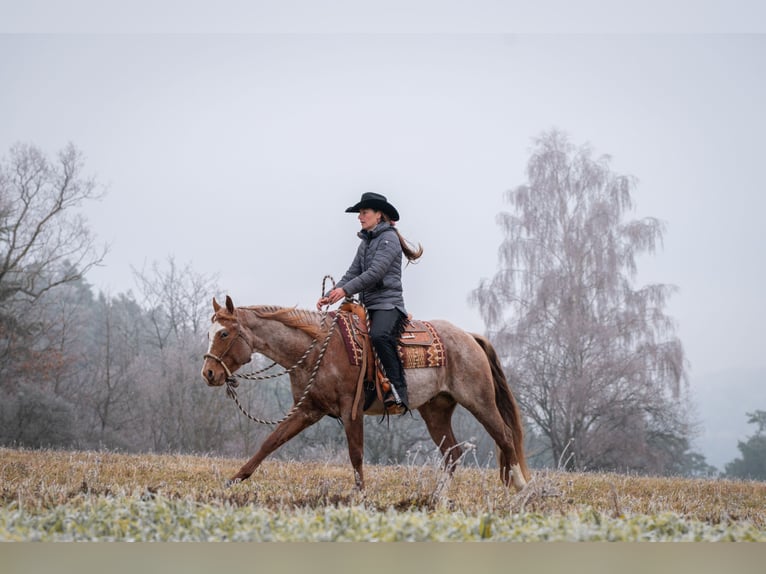 American Quarter Horse Stallone 4 Anni 155 cm Roano rosso in Prague