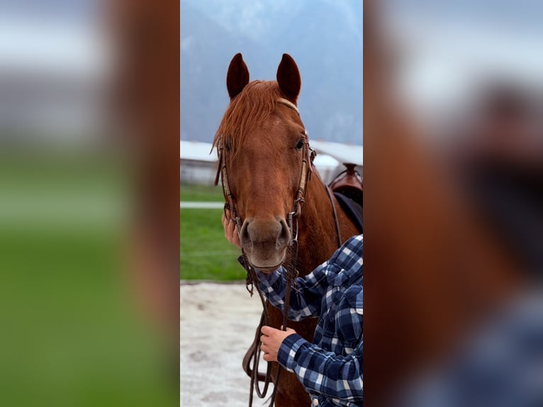 American Quarter Horse Stallone 4 Anni 156 cm Sauro in Samolaco