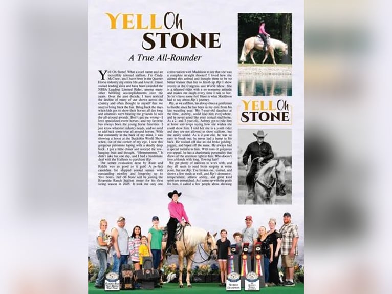 American Quarter Horse Stallone 4 Anni 157 cm Palomino in Sultan wa