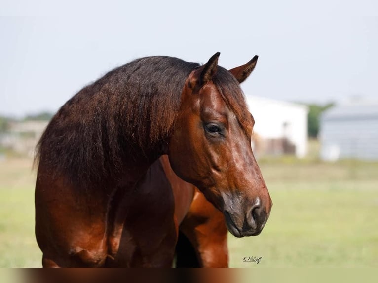 American Quarter Horse Stallone 5 Anni 147 cm Baio ciliegia in Leonard, TX