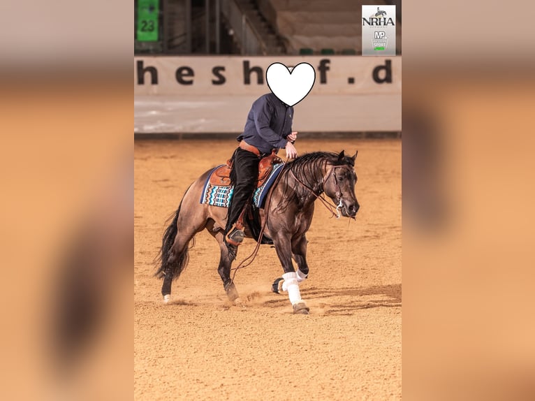 American Quarter Horse Stallone 5 Anni 149 cm Pelle di daino in Reichweiler