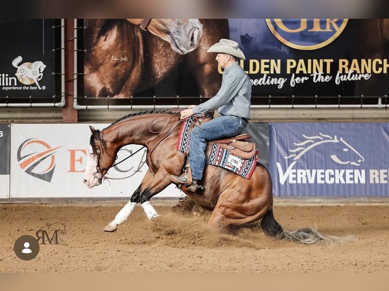 American Quarter Horse Stallone 5 Anni 150 cm Baio in Steyerberg