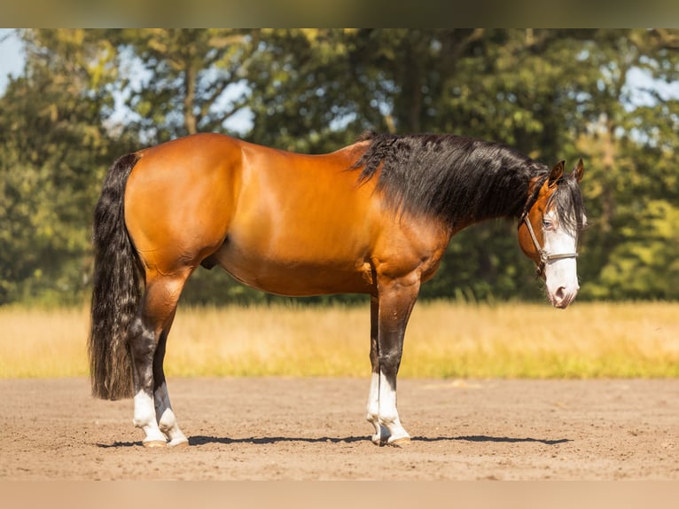 American Quarter Horse Stallone 5 Anni 150 cm Baio in Steyerberg