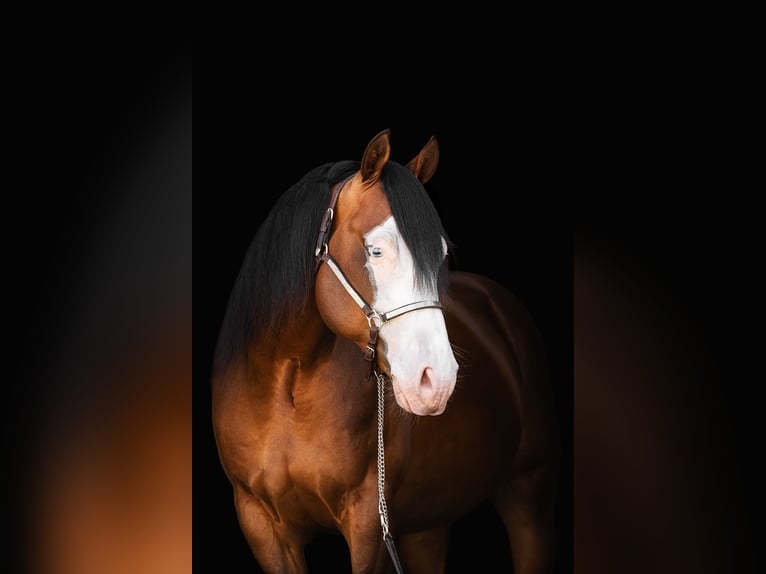 American Quarter Horse Stallone 5 Anni 150 cm Baio in Steyerberg