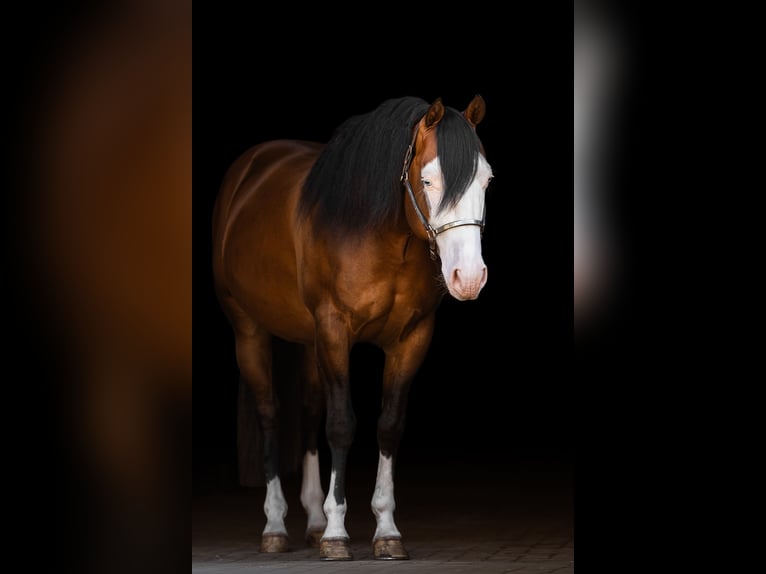 American Quarter Horse Stallone 5 Anni 150 cm Baio in Steyerberg